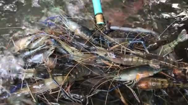 Garnelen Der Netzschaufel Schwimmen Wasser Riesige Flusskrebse Garnelen Krebse Frisch — Stockvideo