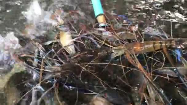 Garnalen Het Net Scoop Zwemmen Water Reuze Rivier Garnalen Garnalen — Stockvideo