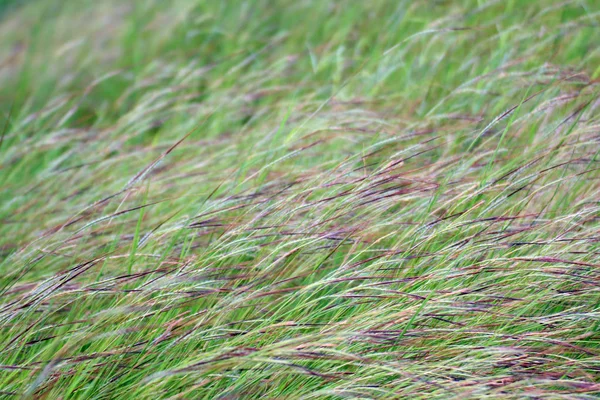 Gräs Blomma Gräs Fält Bakgrund Morgon Gräs Blåste Försiktigt Rörd — Stockfoto