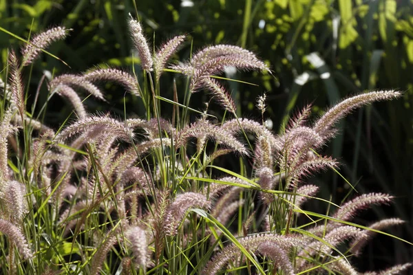 Травяной Цветок Трава Природе Утром Красивый Цветок Травы — стоковое фото