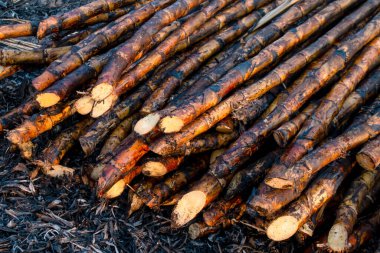 Yığınla şeker kamışı hasat mevsiminde yandı, şeker kamışı taze, şeker kamışı tarlada yandı, şeker kamışı tarlada yandı.