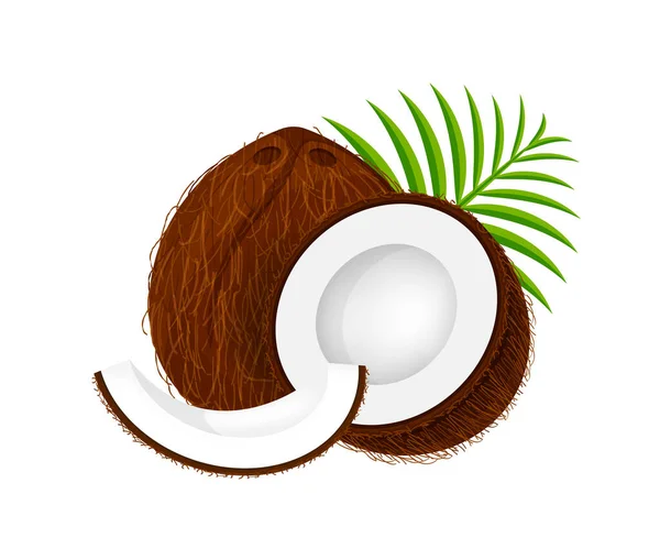 椰子片在叶绿色上 椰子褐色水果片在白色上分离 椰子片在剪贴画艺术上 椰子新鲜水果简单作图标 — 图库矢量图片