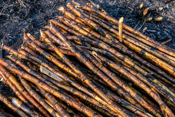 Yığınla şeker kamışı hasat mevsiminde yandı, şeker kamışı taze, şeker kamışı tarlada yandı, şeker kamışı tarlada yandı.