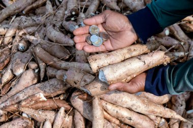 Cassava ve para Thai baht elde çiftçiler, manyok ekme konsepti para tarımsal arazi cassava