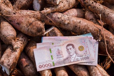 Cassava ve banknot para Thai baht, manyok ekme konsepti para, tarımsal arazi cassava