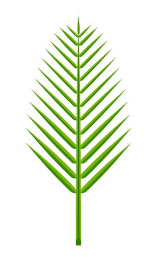 Hindistan cevizi yaprağı basitçe beyaz arka planda izole edilmiş, hindistan cevizi yaprakları, palmiye sapı yemyeşil, yaprak yeşili