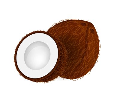 coconut brown fruit and half cut isolated on white background, illustration coconut brown half slice for clip art, coconut simple for icon clipart