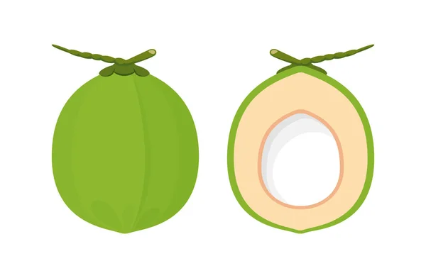 椰子新鲜幼嫩 背景为白色 图例椰子半片为健康食品菜谱果汁 椰子夏果概念 绿色椰子为剪贴画简单 — 图库矢量图片