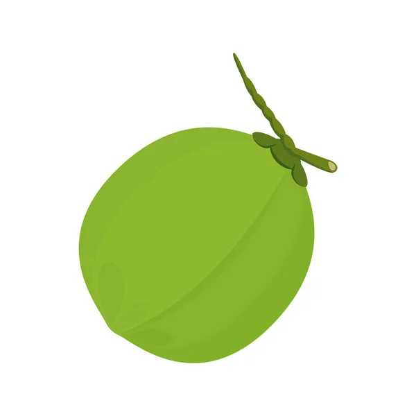 Kokosový Ořech Čerstvý Mladý Izolovaný Bílém Pozadí Ilustrační Kokosová Zelenina — Stockový vektor