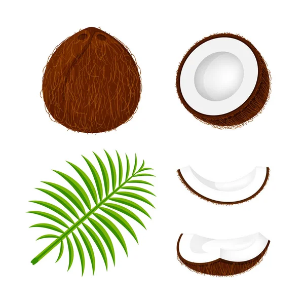 Kokosnoten Fruit Set Geïsoleerd Witte Achtergrond Illustratie Kokosbruin Blad Voor — Stockvector