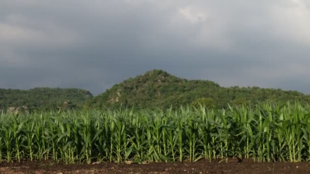 Maïslandschap Maïsplantage Maïsplantage Maïsboerderij — Stockvideo