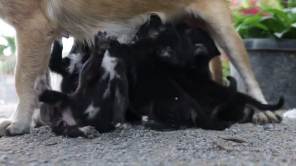 Cachorro Perro Comer Leche Madre Perro Negro Cachorro Perro Chupando — Vídeo de stock