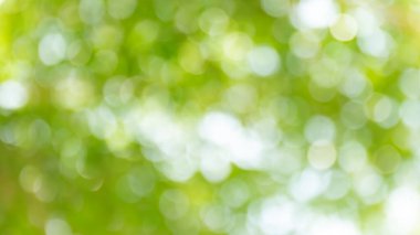 Bokeh ağacı arka plan için güzel, soyut bokeh yeşil orman arka plan, arka plan için güneş ışığı ile bulanık doğa