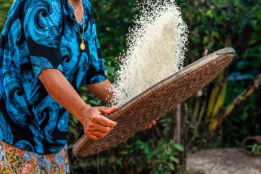 pirinç taneleri ellerinde harman sepetiyle çiftçi, pirinç üretimi Asyalıların kırsal kültürü
