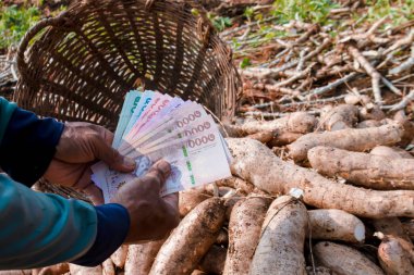 Cassava ve el ele banknot para thai baht, Manioc ekim para, cassava tarım arazi, tapyoka ticaret veya satış konsepti para