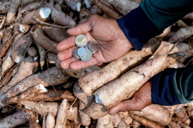 Cassava ve para el tarlasında Thai baht, Manioc ekiminde para satın almak ve satmak için, tapyoka nişasta endüstrisi