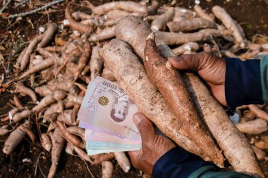 Cassava ve para el tarlasında Thai baht, Manioc ekiminde para satın almak ve satmak için, tapyoka nişasta endüstrisi