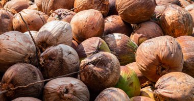 Hindistan cevizi, kurutulmuş hindistan cevizi kahverengisi, Hindistan cevizi meyvesi.