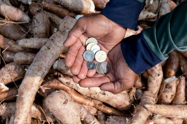 Cassava ve para el tarlasında Thai baht, Manioc ekiminde para satın almak ve satmak için, tapyoka nişasta endüstrisi