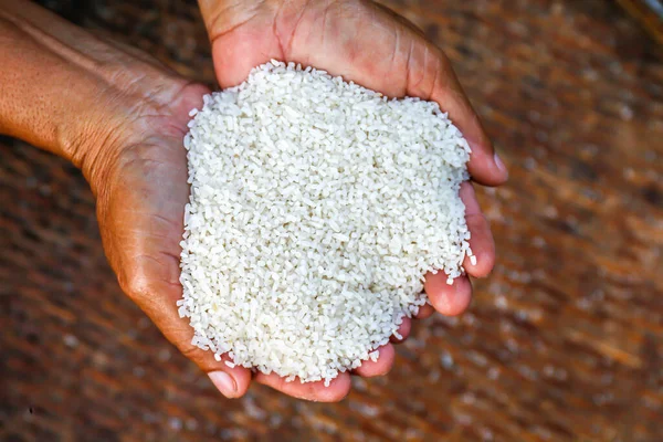 grain of rice in the hands farmer, rice white grain in handful, organic rice of asia
