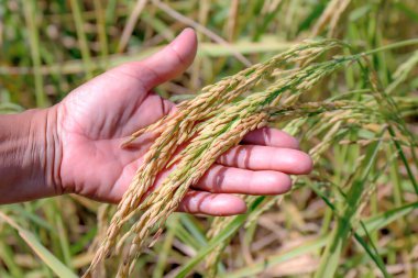 Pirinç tarlasında çeltik pilavı, pirinç tanelerini hasat mevsiminde ellerinde tutuyorlar.