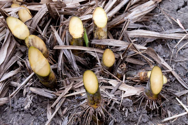 プランテーションのサトウキビ畑のサトウキビ収穫期のサトウキビ畑の新鮮なサトウキビ — ストック写真