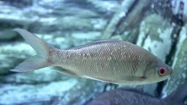 Rohu balığı (Labeo rohita), (Osteochilus melanopleurus, Büyük Kemik dudaklı Barb) Hint sazan balığı olarak da bilinir, halka açık bir tatlı su akvaryumunda yüzer. Tayland ve Güney Asya 'da popüler bir ekonomik balık.