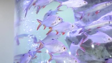 Yaprak balığı (Tapaak Bai Mai), (Hypsibarbus lagleri, Golden belly barb) Tayland nehirlerine özgü ve gümüşi pulları ve zarif hareketleriyle tanınan bir tatlı su akvaryumunda yüzer.