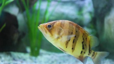 Siyam kaplanı balığı (Datnioides Microlepis, Finescale Tiger Fish), bir su akvaryumunda halka açık bir akvaryumdaki tatlı su akvaryumunda yakın plan çekimdir.