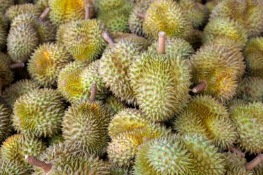 Durian, büyük bir durian yığını, durian tropikal meyve pazarı konsepti, mevsimsel üretim, tarım ve Asya 'nın ihracat ürünü.