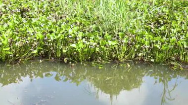 Polluted water covered with water hyacinth, representing environmental issues, pollution, and ecosystem disruption. Perfect for conservation and ecology themes