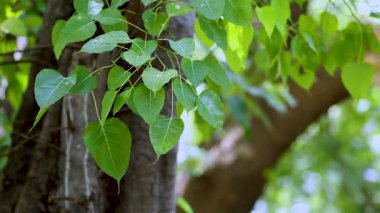 Green Bodhi tree leaves swaying on the branch with natural sunlight, sacred tree in Buddhism, peaceful and spiritual nature background