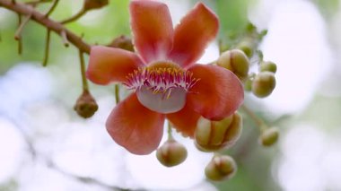 Cannonball tree flower blooming with vibrant petals, Shorea robusta or Sal, Shal, Sakhuwan, Sal Tree, Sal of India, Religiosa flower, closeup, Sacred flower in Buddhism and Hinduism, Nature background