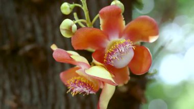 Cannonball tree flower blooming with vibrant petals, Shorea robusta or Sal, Shal, Sakhuwan, Sal Tree, Sal of India, Religiosa flower, closeup, Sacred flower in Buddhism and Hinduism, Nature background
