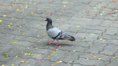Pigeon walking on pavement in the city, urban wildlife bird on concrete floor, symbol of city environment and nature in town