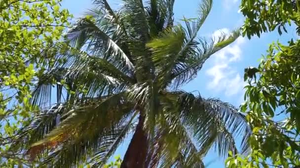 Palmeras Soplando Viento Playa Tropical — Vídeo de stock