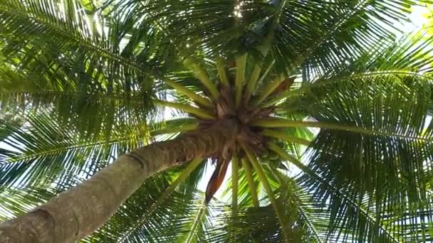 Tittar Upp Palm Tree Vinden Med Solen Skiner Igenom Tropisk — Stockvideo