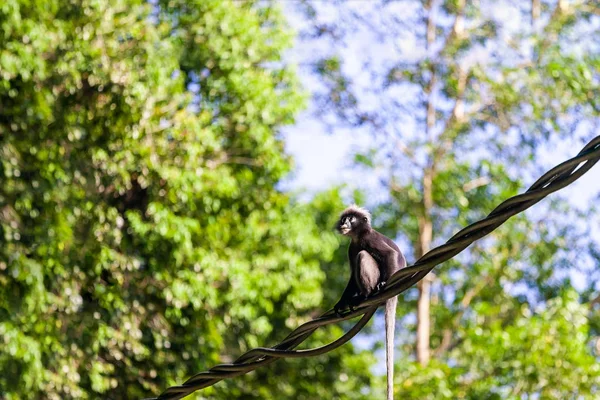 Fondo Con Monkey Dusky Langur Sentado Alambre Selva Tropical — Foto de Stock