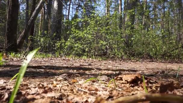 Woman in sport shoes goes through the forest at day time at spring — Stock Video
