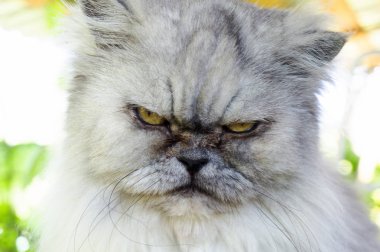 Kızgın kedi mutsuz ifade ile portre yakın çekim