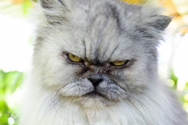 Kızgın kedi mutsuz ifade ile portre yakın çekim