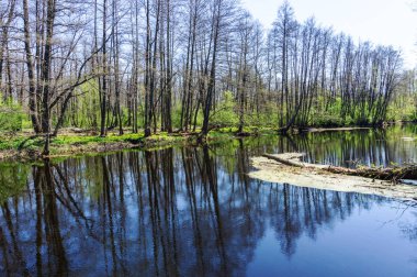 Ağaçlar yansıması ile orman Nehri üzerinde sıcak bahar suya bırakır