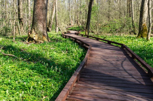 wood trail in the forest, perspective view, background