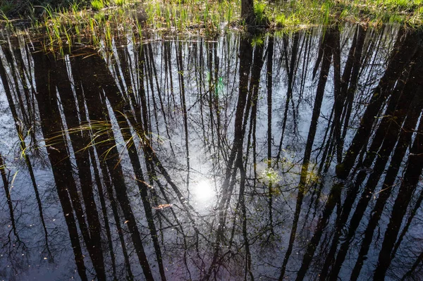 Reflexión Lago Bosque Troncos Árbol Sin Hojas Día Soleado — Foto de Stock