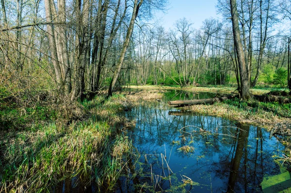 Ormandaki ağaçlar, orman bataklık yansıması ile bataklık. Voronezh bölgesi.
