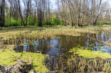 Ormandaki ağaçlar su yansıması ile bataklık, bataklık - ölü yer orman