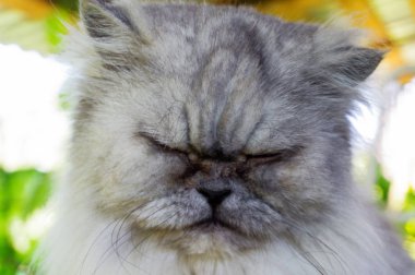 Hayal kırıklığına kedi, gri kedi kapalı gözler ile portresi