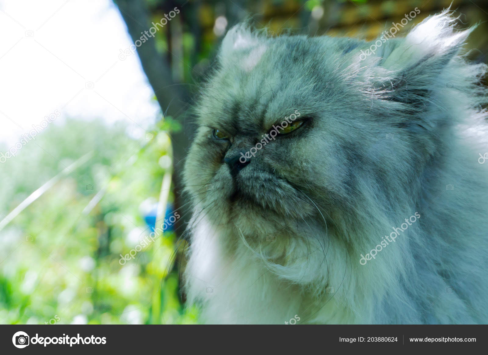 Annoyed Cat Angry Face Portrait Disgruntled Pet Evil Looking Concept Stock  Photo by ©LeonidSorokin 203880624