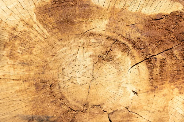 Cracked wood texture tree rings. Cut tree log slice showing age and years.