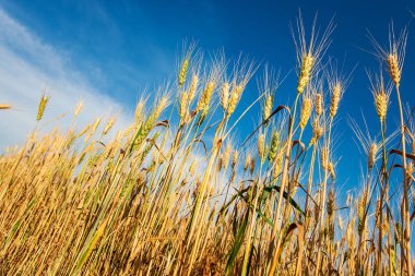 Buğday alan. Altın buğday kulaklarını kapat. Güzel doğa günbatımı manzara. Kırsal manzara parlak güneş ışığı altında. Çayır buğday alan kulakları olgunlaşma, arka plan.